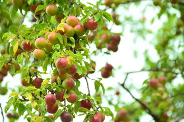 red plum  on tree