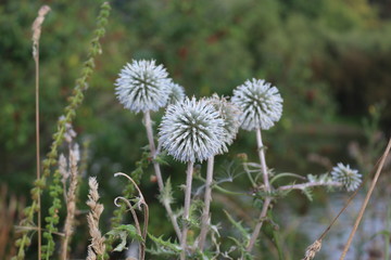  White prickly flowers bloomed in the meadow in summer