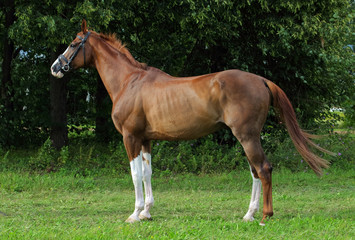 Dressage sportive race horse in nsture forest background