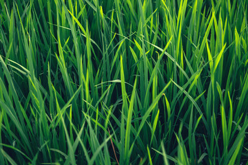 Rice on field. Green leaves background