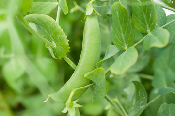 green peas in pods in the garden
