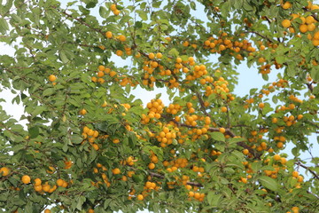 Yellow fruits of cherry plum ripened on a tree in late summer