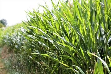 green grass with water drops