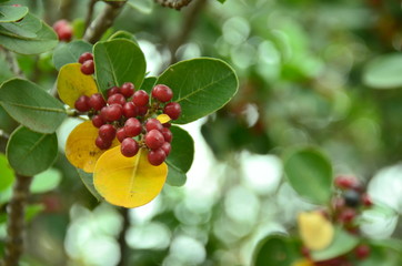 red berries on a branch
