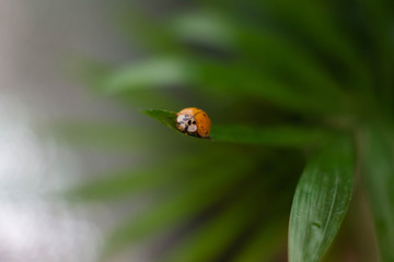 ladybird ON THE BACKGROUND OF THE GRASS MAGIC MACRO 