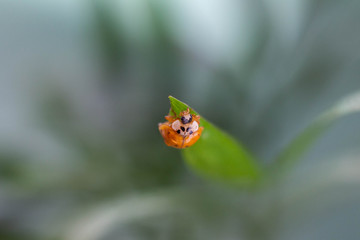 ladybird ON THE BACKGROUND OF THE GRASS MAGIC MACRO 
