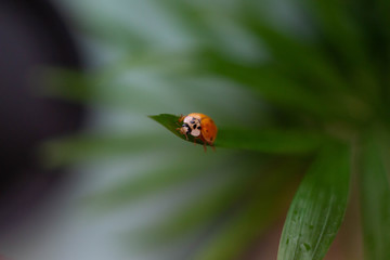 ladybird ON THE BACKGROUND OF THE GRASS MAGIC MACRO 