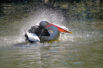 Pelican washing in water