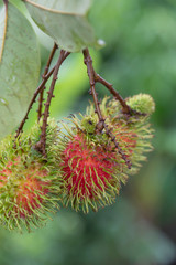 Fresh rambutan in Natural background.