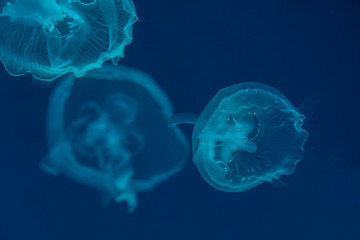 Moon Jellyfish