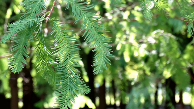 Closeup Larix gmelinii branches and pin leaves in forest, Pinaceae trees, with plenty green leaves in summer season. Larix gmelinii, known as the Dahurian larch, a species of larch native.