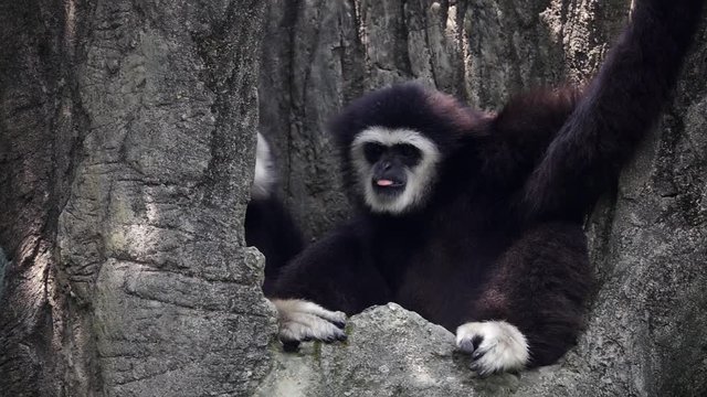 Lar Gibbon (Hylobates lar), also known as White-Handed Gibbon Sitting on Tree Branch