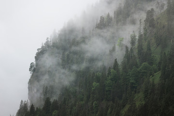 Berg und Wald in Nebel