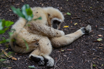 Verspielter Gibbon auf dem Boden