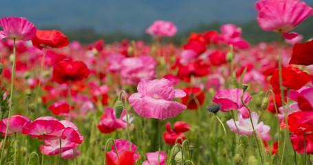 Fototapeta premium Beautiful Poppy flower garden park