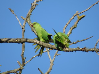 parrot on a branch