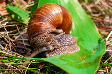 Big snail crawls on a leaf