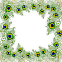 Obraz premium Watercolor hand drawn Peacock Feathers frame