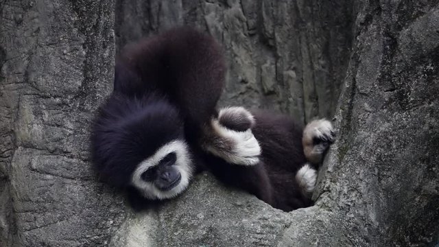 Lar Gibbon (Hylobates lar), also known as White-Handed Gibbon Sitting on Tree Branch