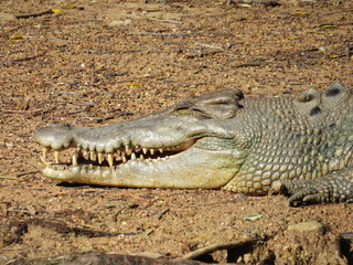 crocodile with mouth open
