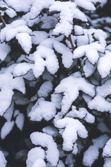 Green leaves in the snow