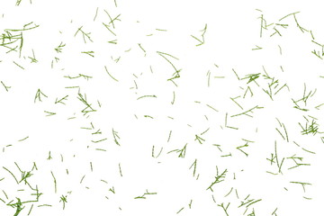 Conifer pine leaves, needles plant texture isolated on white background, top view