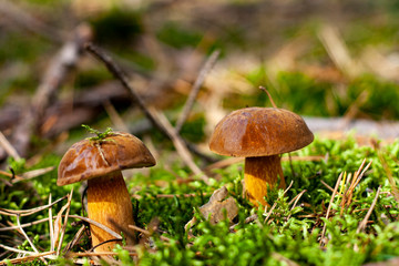Beautiful boletus mushroom on moss.