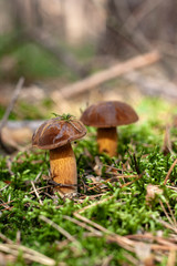 Beautiful boletus mushroom on moss.