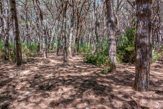 I pini del bosco del Tombolo di Feniglia, Orbetello, Monte Argentario, Toscana, Italia