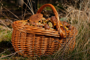 A full basket of porcini mushrooms collected in the forest.
