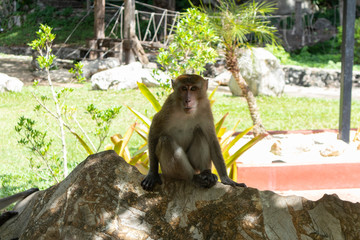 close up of little money playing around at Phatthalung, Thailandclose up of little monkey playing around at Phatthalung, Thailand