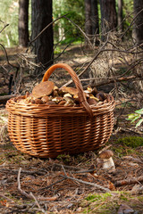 A full basket of porcini mushrooms collected in the forest.