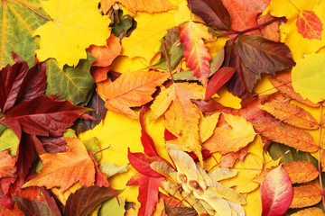 Naklejka na ściany i meble Background formed with bright autumn leaves 