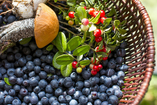 Berry mushroom basket. Blueberries cranberries and white mushroom.