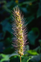 Foxtail  grass ear in macro