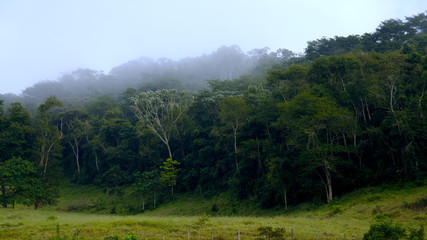 Fototapeta premium High Florest and Fog