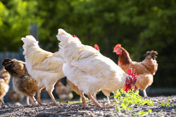 chickens in the yard graze, hens feed on grass. poultry farm