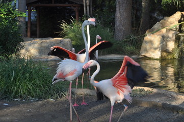 The beautiful bird Flamingo in the zoo park