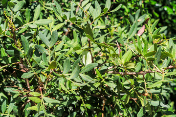 Outback nature of north-western Sardinia