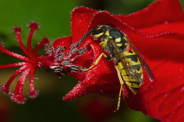 wasp in a flower