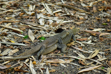 Clouded Monitor Lizard mating in the wild