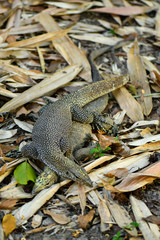 Clouded Monitor Lizard mating in the wild