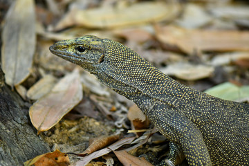 Clouded Monitor Lizard mating in the wild