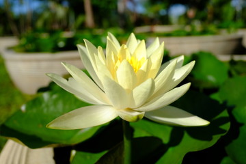beautiful lotus flower or water lily in pond
