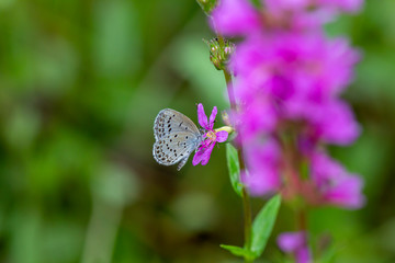 A small butterfly on a pink flower
