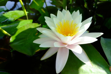 beautiful lotus flower or water lily in pond