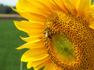Nahaufnahme von Biene auf Sonnenblume