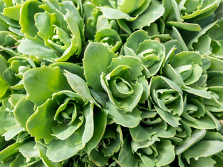 Stonecrop in sunlight, ornamental garden plant. Sedum prominent (Sedum spectabile). Close up image