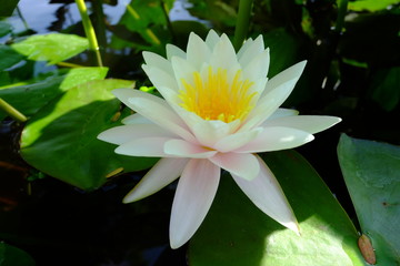 beautiful lotus flower or water lily in pond