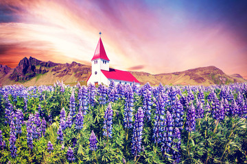 The famous Vik church (Vikurkirkja) and flowers of lupine in Iceland at dawn. place of pilgrimage. Magical Impressive landscape.  Exotic countries. Amazing places.